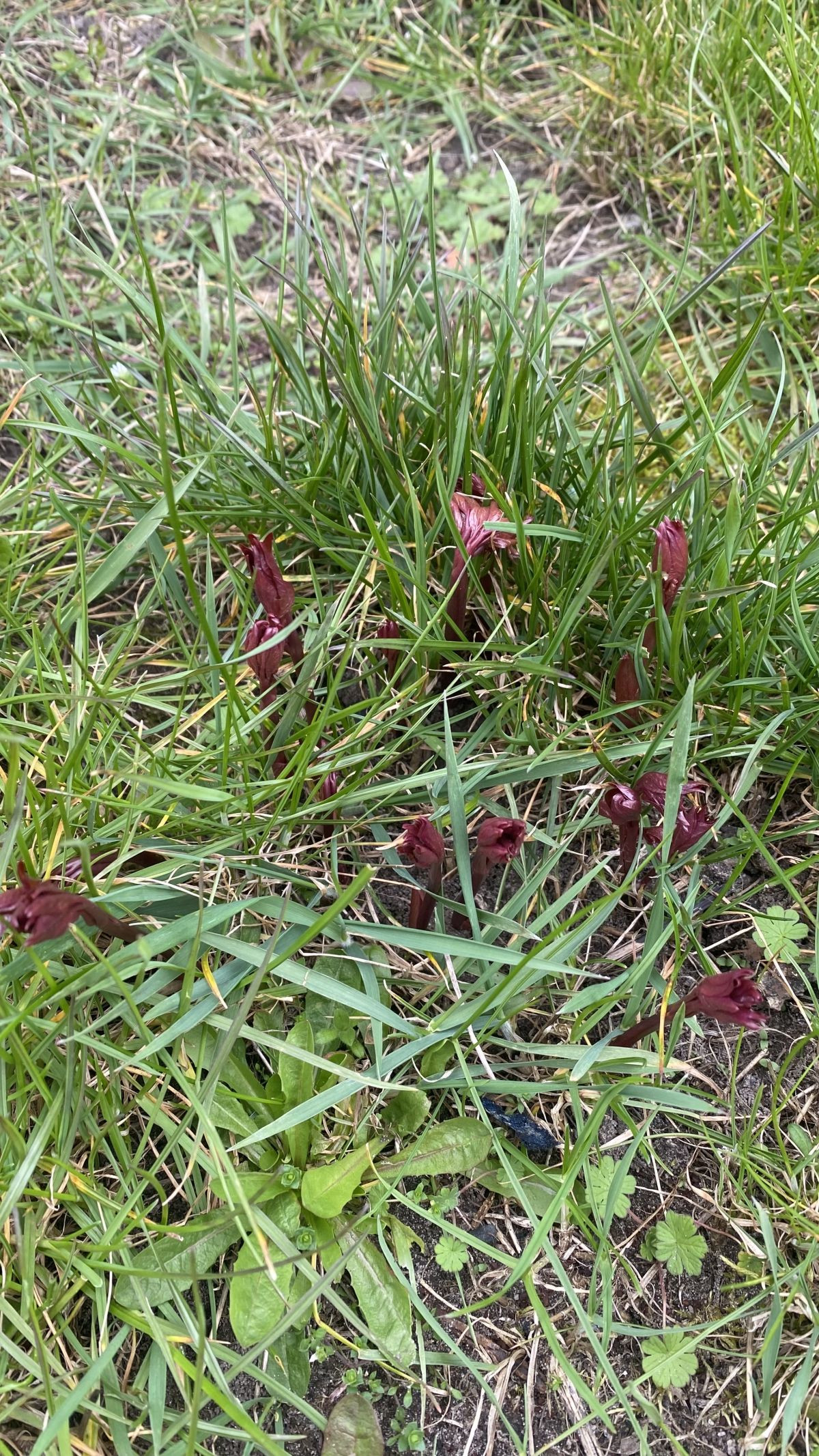 13066