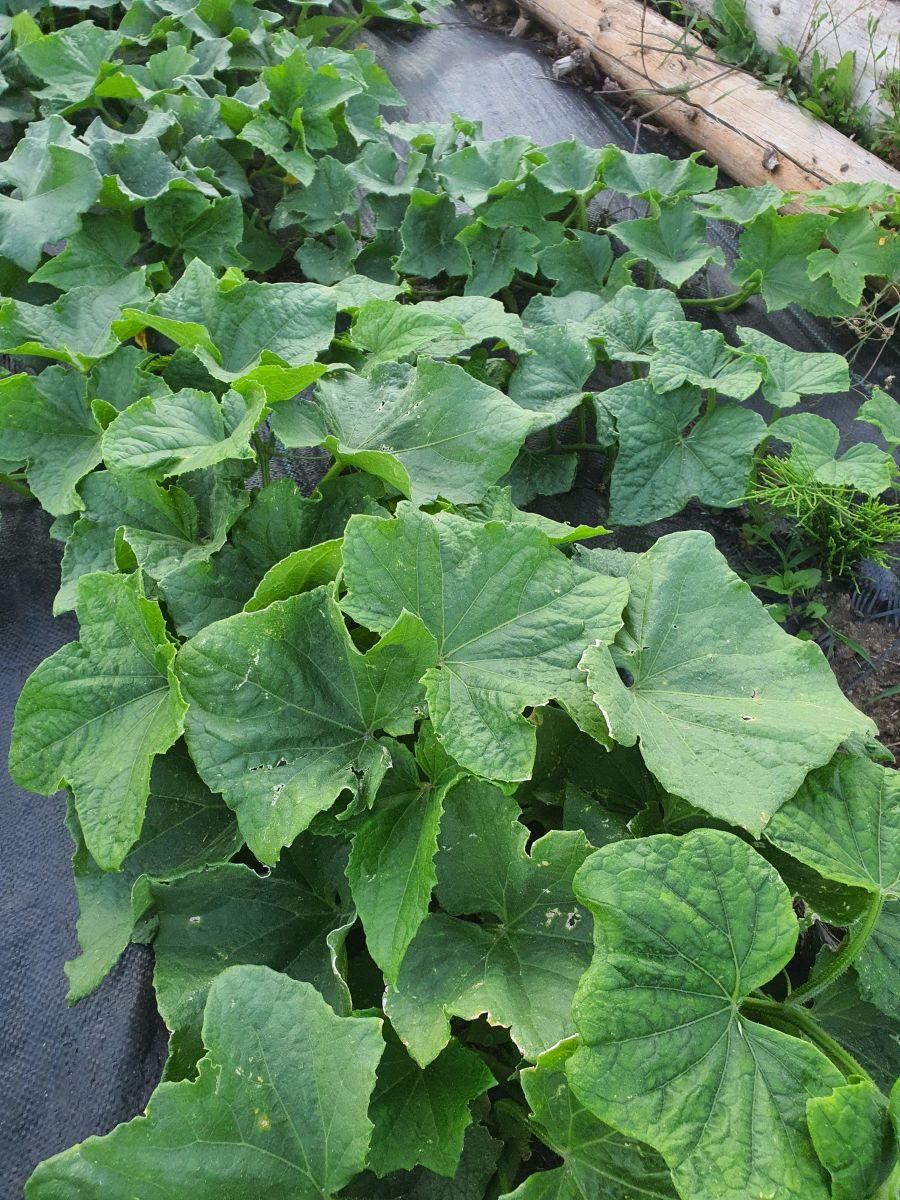 13801