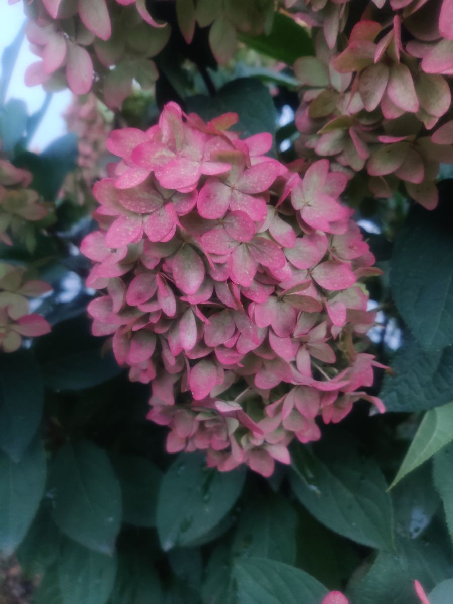 14086