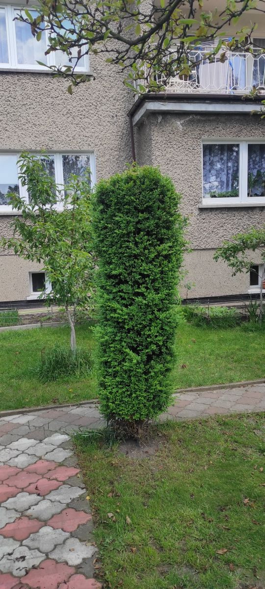 15094