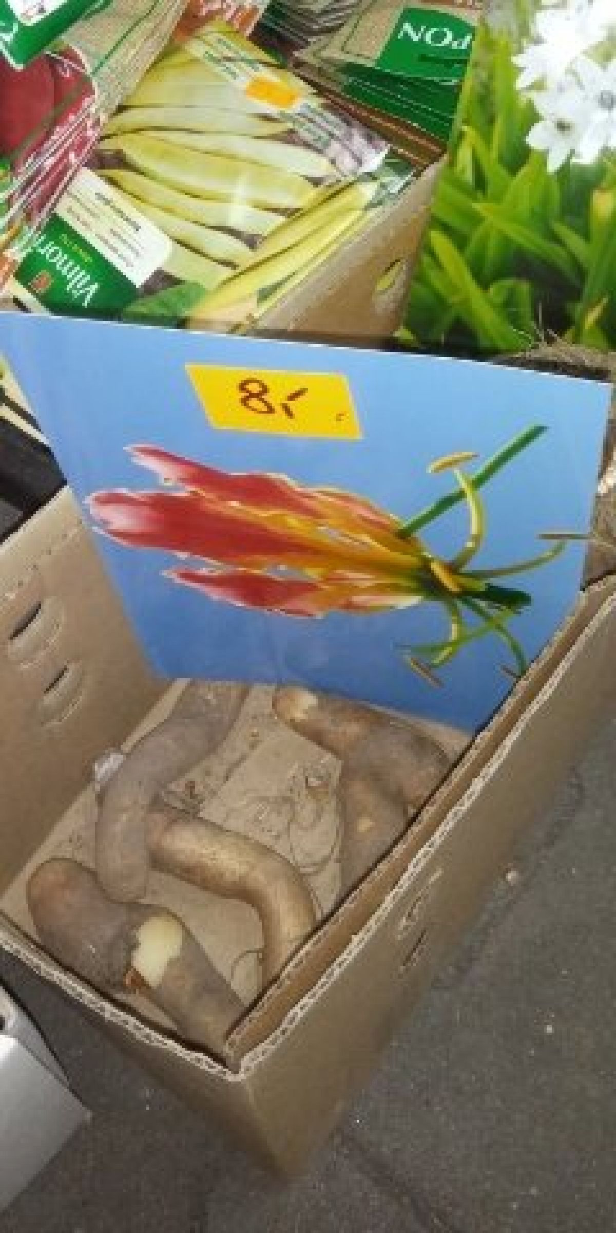 8145