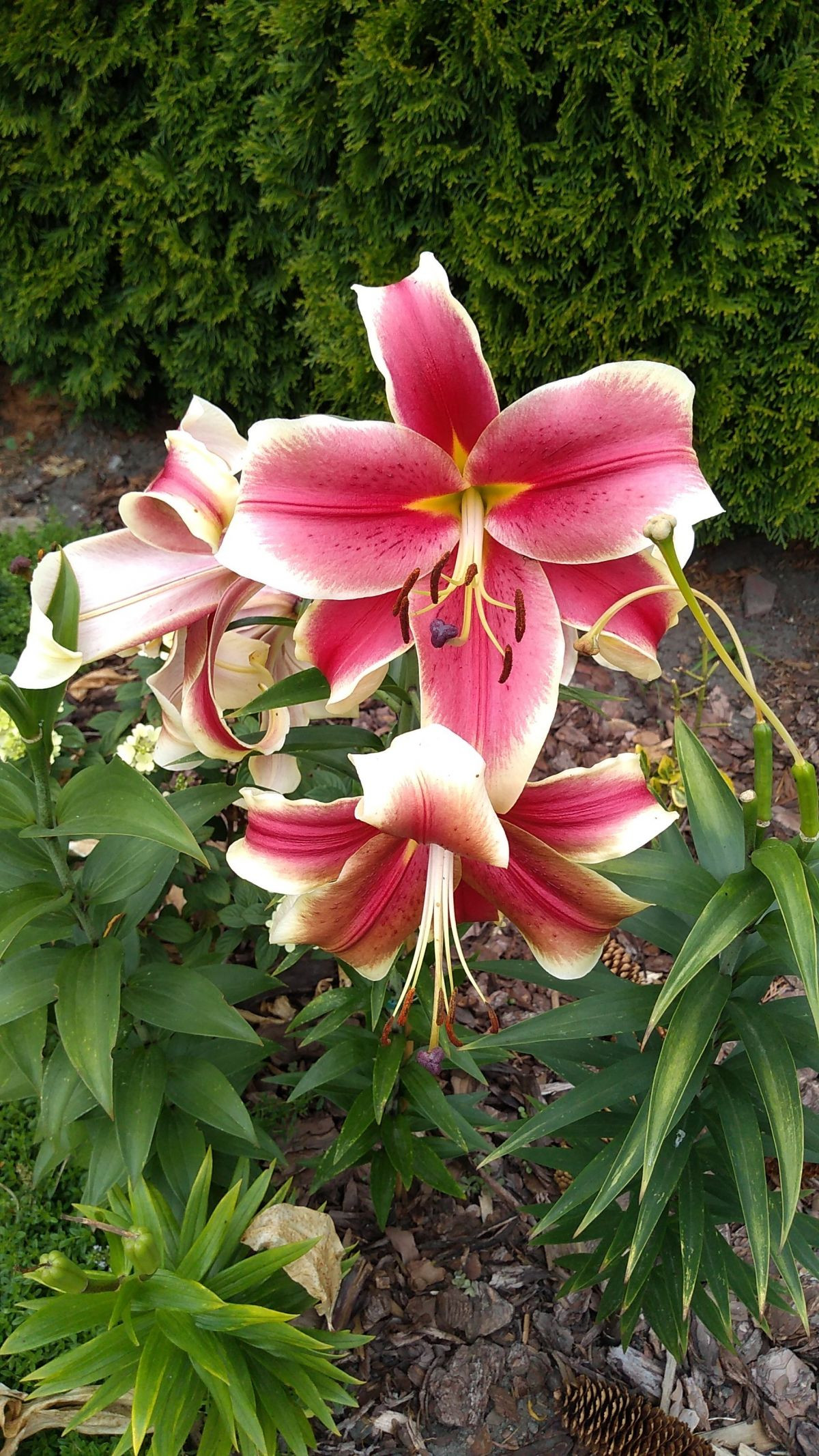 12050