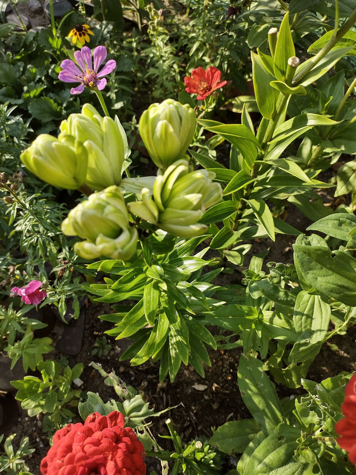 12034