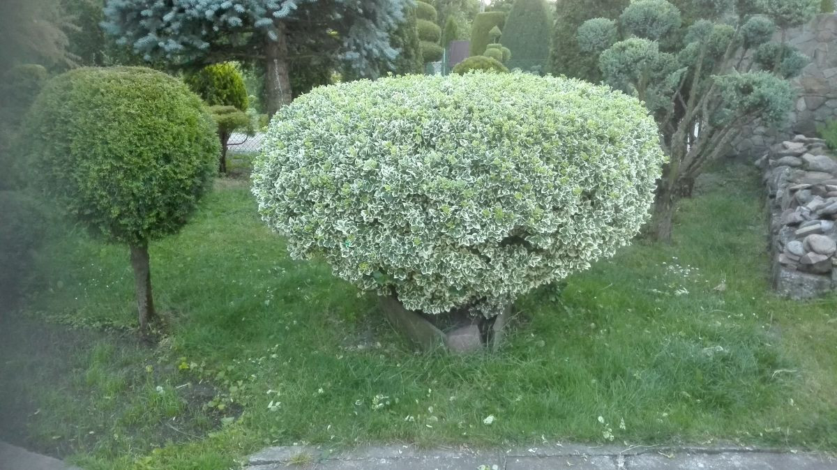 726