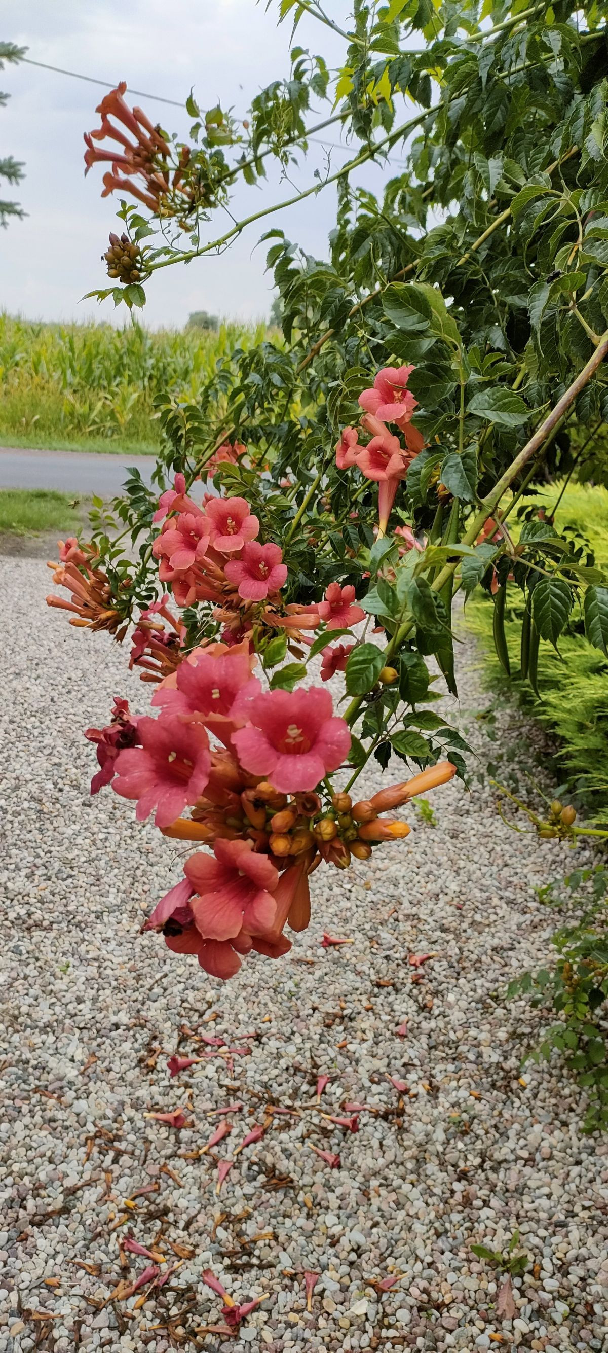 12074