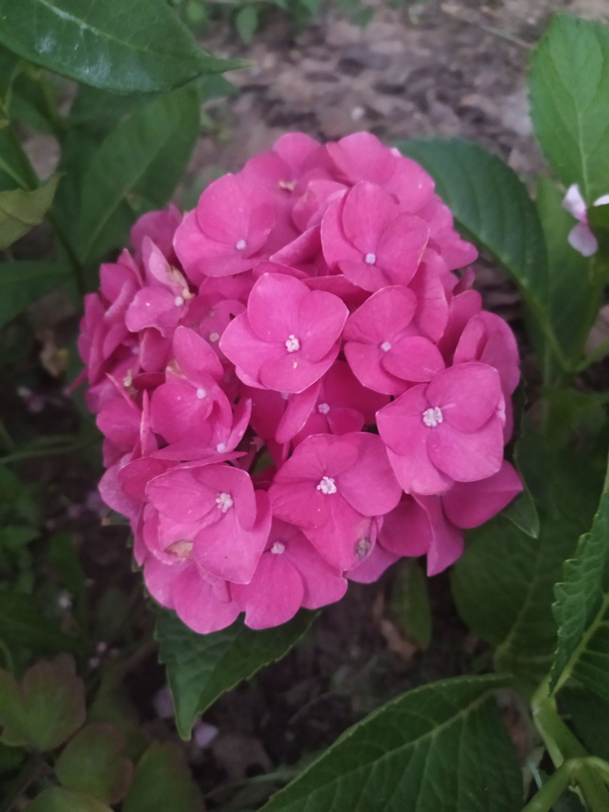 12062
