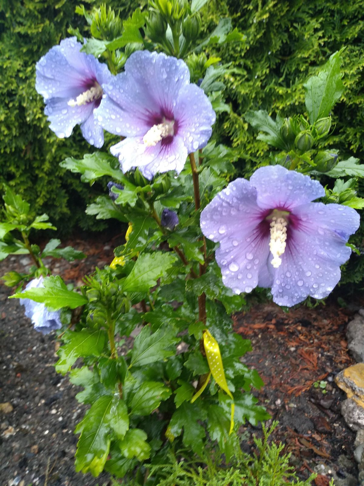 12052