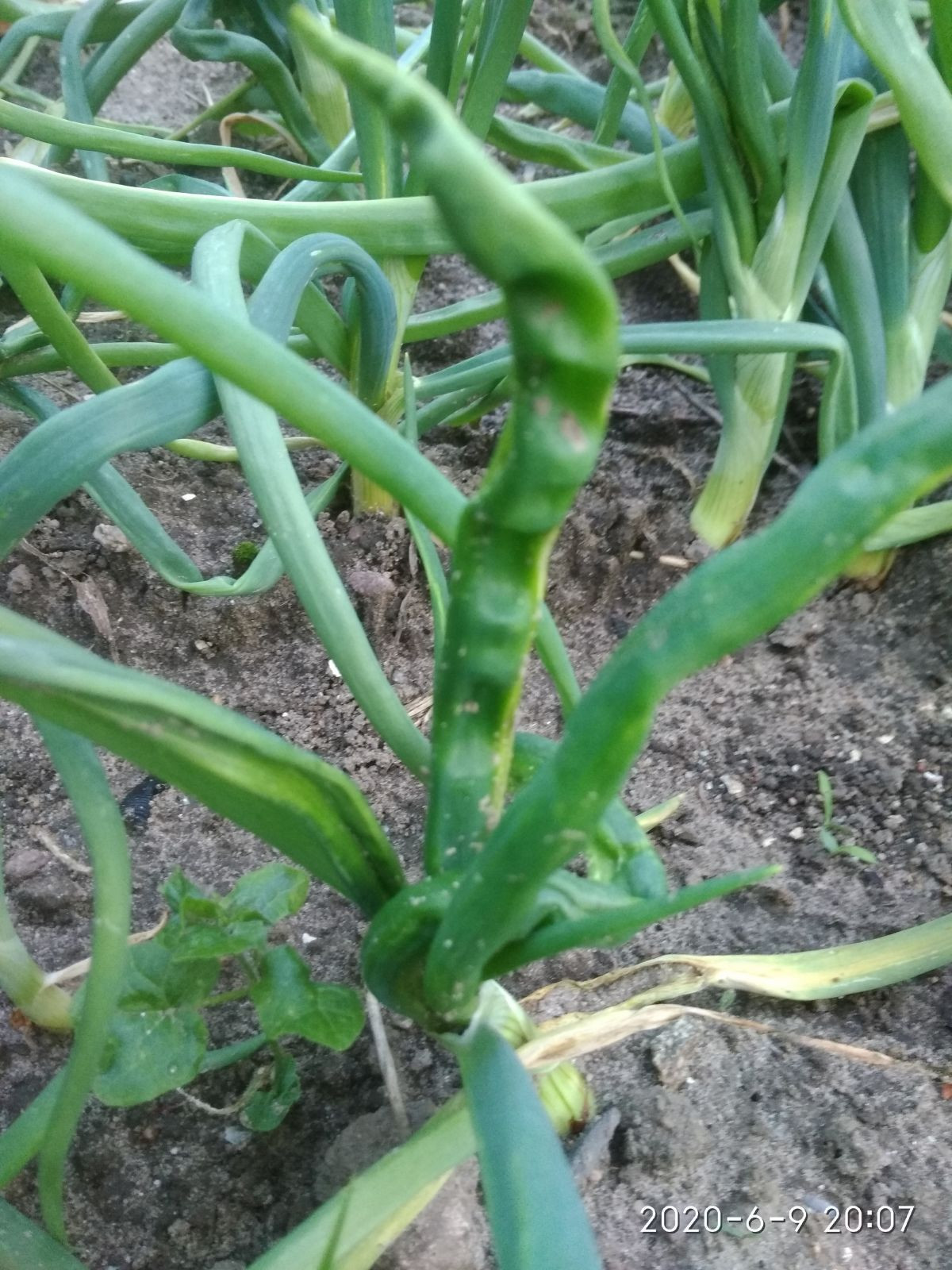 4020
