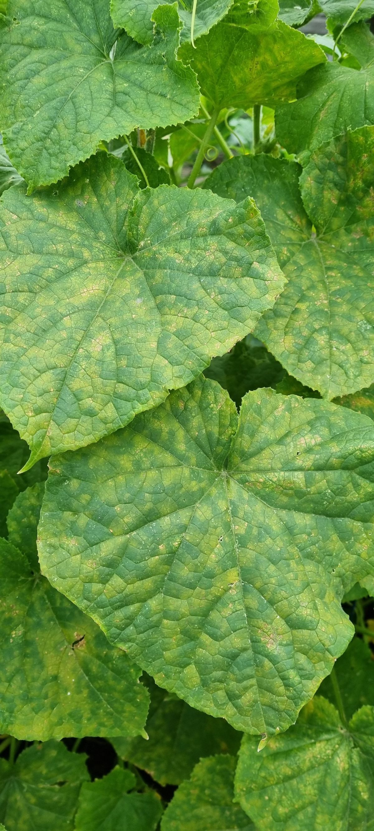 9906
