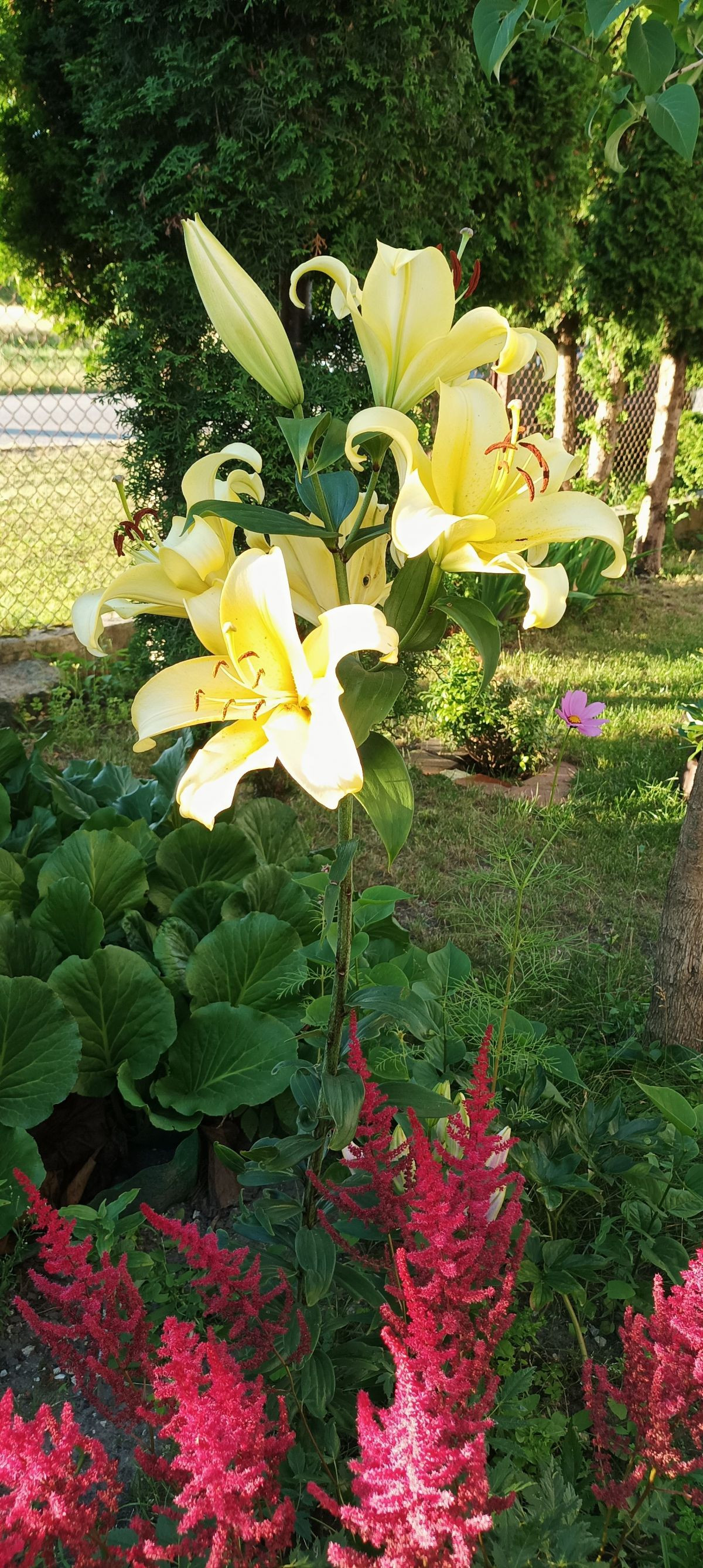 12026
