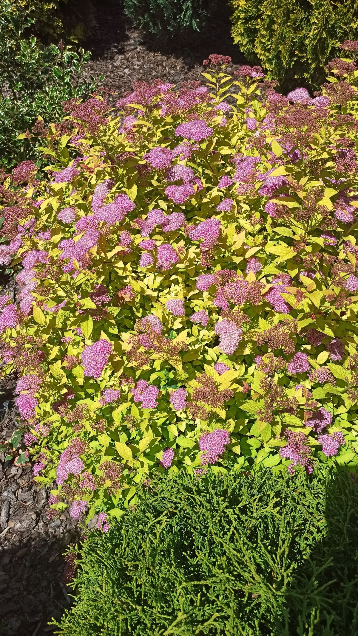 11715