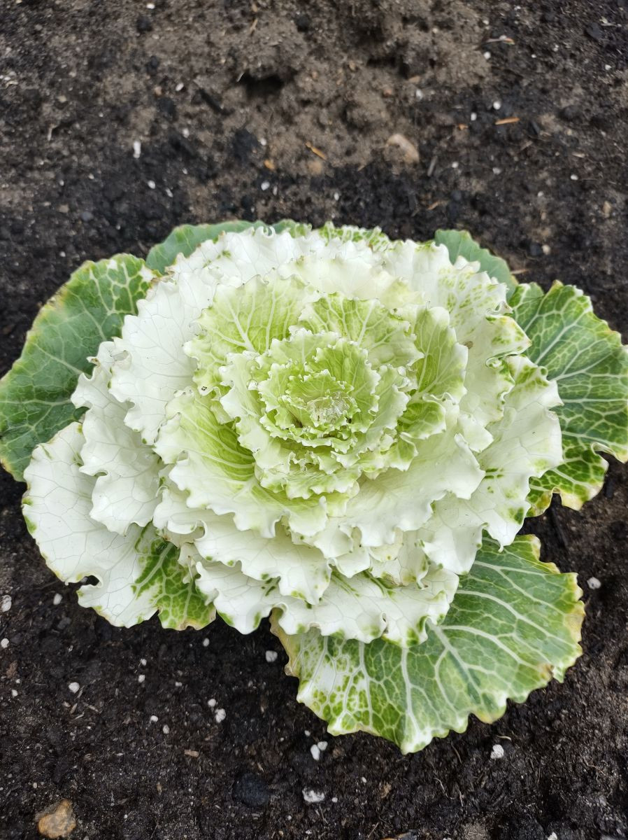 6129